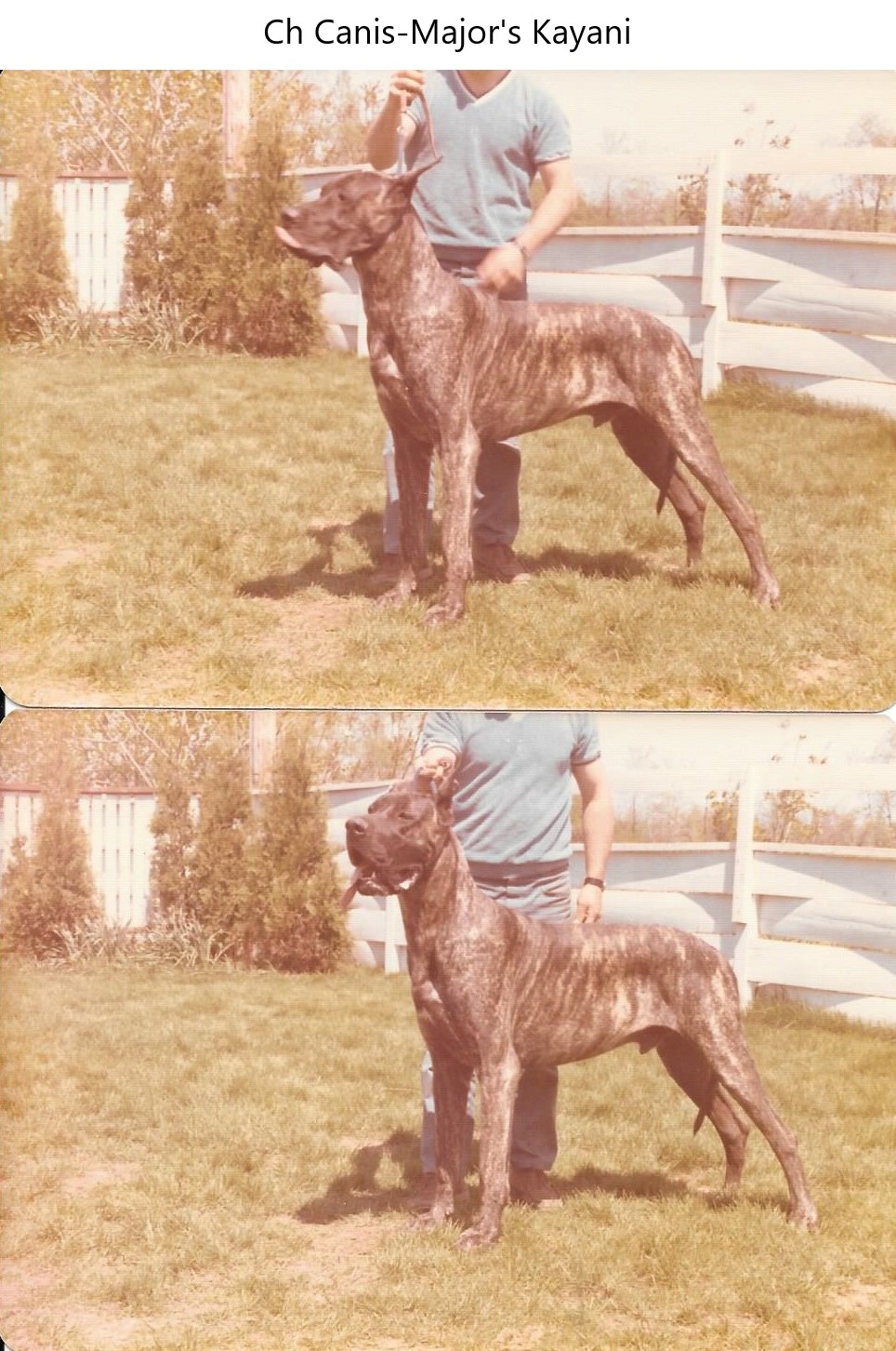 Ch Canis-Majors Kayani